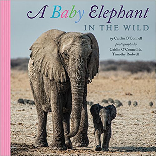A Baby Elephant In The Wild Kids Bookbuzz